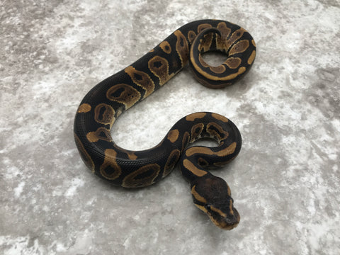 Chocolate Het Desert Ghost Het TSK Axanthic
