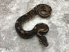 Chocolate Het Desert Ghost Het TSK Axanthic