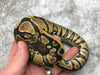 Yellow Belly Het Desert Ghost