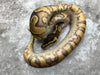 Enchi Asphalt or Yellow Belly