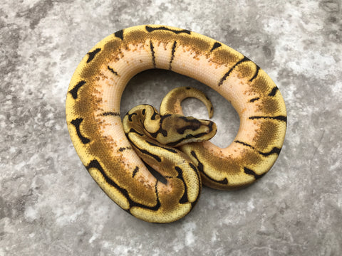 Enchi Asphalt Spider Het Desert Ghost