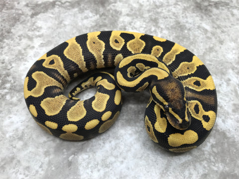 Yellow Belly Desert Ghost