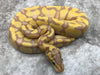 Pastel Enchi Coral Glow Het Genetic Stripe