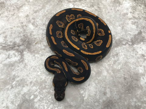 Blackhead Yellow Belly Het Desert Ghost