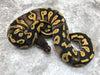 Pastel Blackhead Yellow Belly Het Desert Ghost