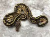 Pastave pos Yellow Belly Het Desert Ghost