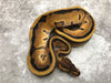 Orange Dream Enchi Genetic Stripe