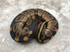 Chocolate Het Desert Ghost Het TSK Axanthic