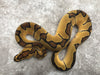 Enchi Blade Clown