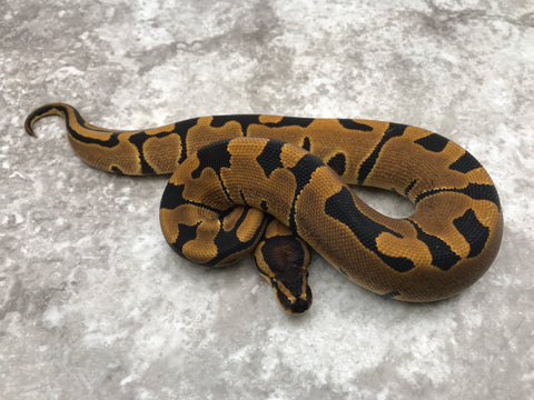 Blade Het Clown Het Lavender pos Het Pied