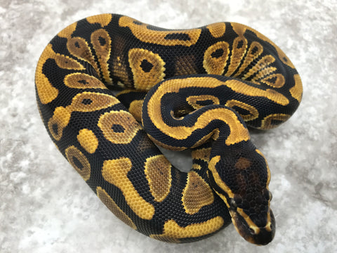 Asphalt Chocolate Het Desert Ghost