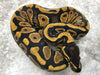 Asphalt Chocolate Het Desert Ghost