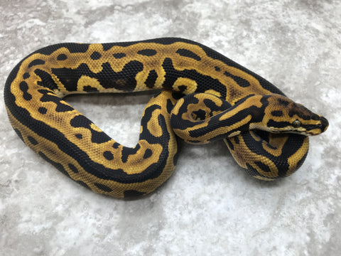 Leopard Spotnose Het Clown