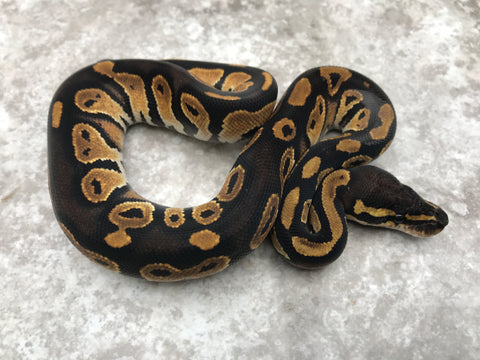 Blackhead Het Clown pos. Het Hypo