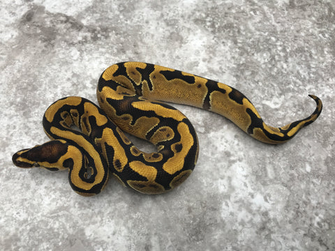 Enchi Blade Het Clown