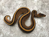 Genetic Stripe pos. Het Hypo