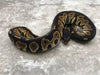 Blackhead Yellow Belly Het Desert Ghost