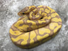 Pastel Enchi Coral Glow Het Genetic Stripe