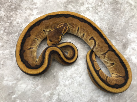 Enchi Genetic Stripe