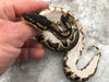 Blackhead Yellow Belly Het Desert Ghost