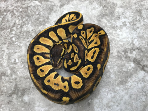 Pastel Blackhead Het Genetic Stripe