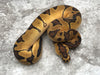 Enchi Blade Clown