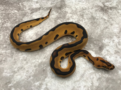 Leopard (pos super) Yellow Belly Blade Clown Het Desert Ghost