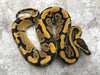 Enchi Blade Het Clown