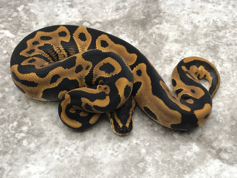 Leopard Enchi Blade Het Clown
