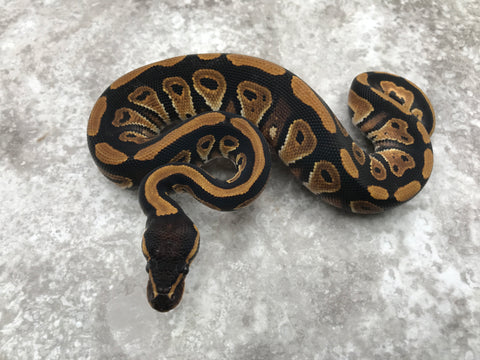 Blackhead Het Genetic Stripe Het Clown
