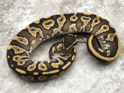 Mojave Yellow Belly Het Pied