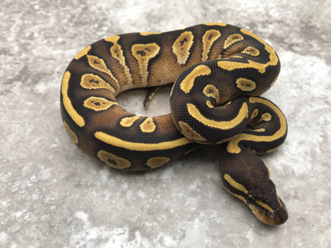 Mojave Yellow Belly Het Desert Ghost