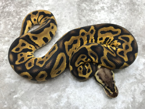 Pastel Leopard Het Clown Het Desert Ghost