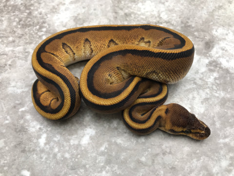 Enchi Genetic Stripe