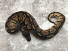 Blackhead Het Genetic Stripe