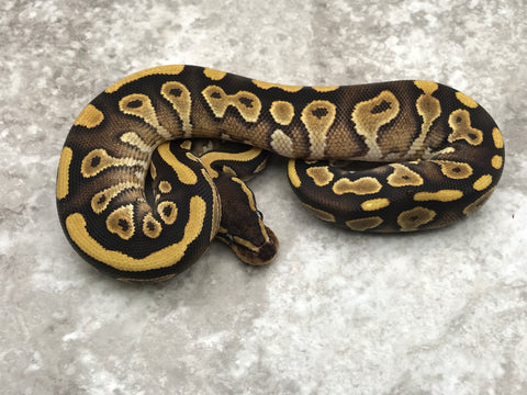 Mojave Yellow Belly Het Pied