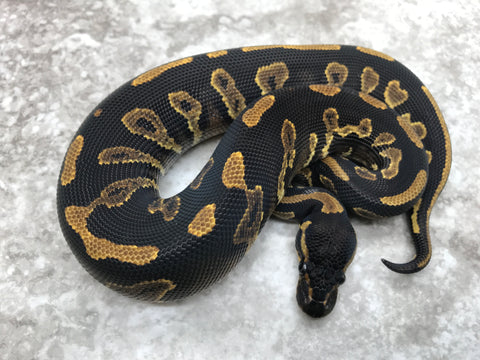 Blackhead Yellow Belly Het Desert Ghost