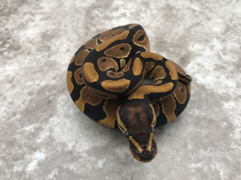 Het Desert Ghost Het TSK Axanthic