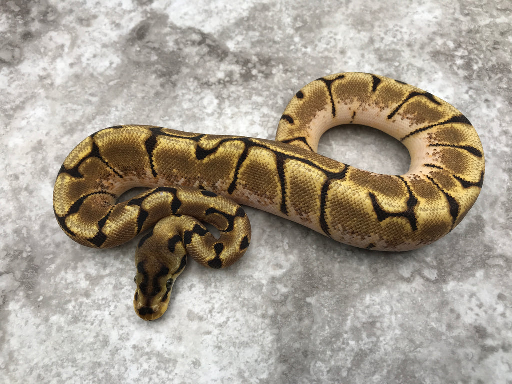 Axothanic Ball Python Axanthic Spider Ball Python