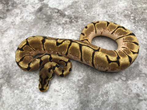 Spider Enchi Het Desert Ghost Het TSK Axanthic