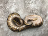 Mojave Yellow Belly Het Pied