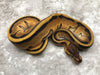 Orange Dream Enchi Genetic Stripe