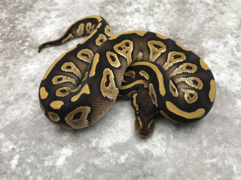 Mojave pos Yellow Belly Het Desert Ghost
