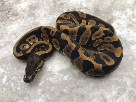 Leopard Het Desert Ghost