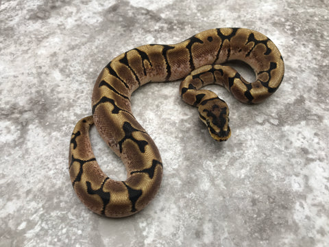 Spider Asphalt Het Desert Ghost Het TSK Axanthic