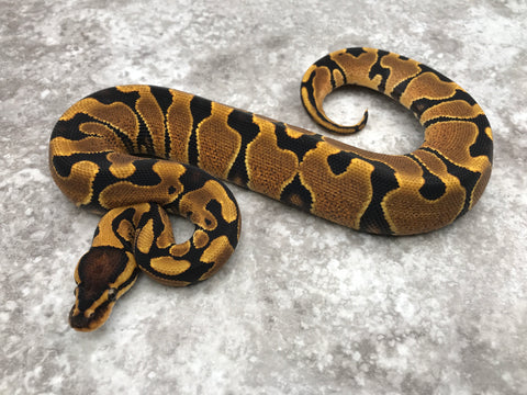 Blade Yellow Belly Het Clown Het Lavender