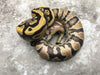 Desert Ghost Yellow Belly