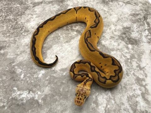 Pastel Blade Clown Het Lavender