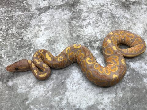 Banana Blitz Yellow Belly (Pos. Blackhead)