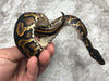 Blackhead Yellow Belly Het Desert Ghost